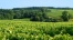 Grande Champagne landscape - Domaine des Broix